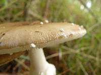 Amanita pantherina